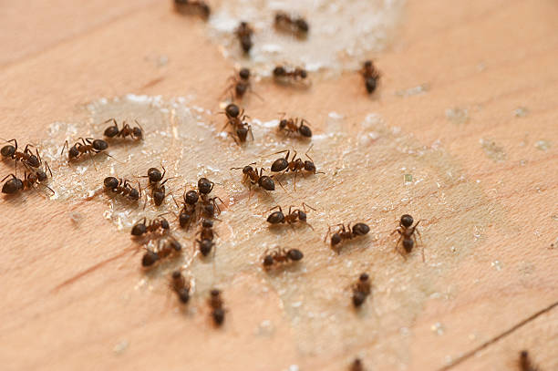 Best Cockroach Control Services  in Tidmore Bend, AL